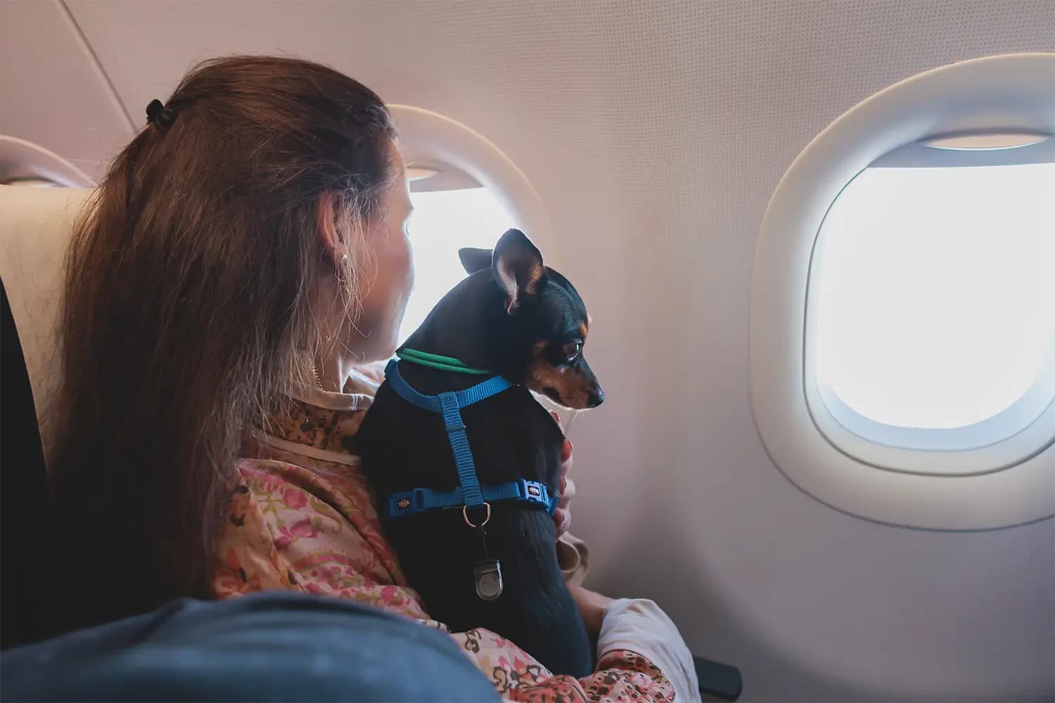 Dog in an airline cabin