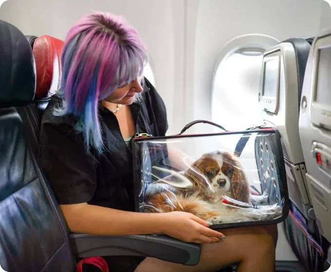 Dog in an airline cabin