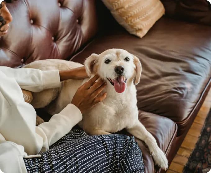 Dog in rental housing