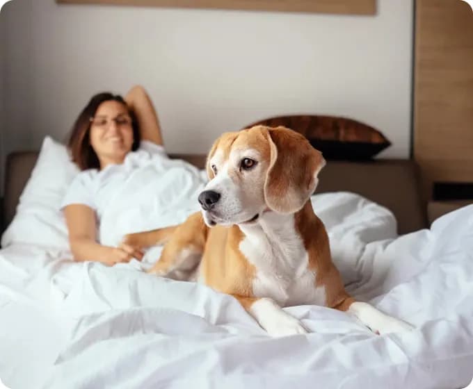 Dog at a hotel